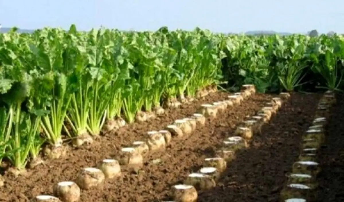 تضمینی چغندر قند بهاره و پاییزه تعیین شد