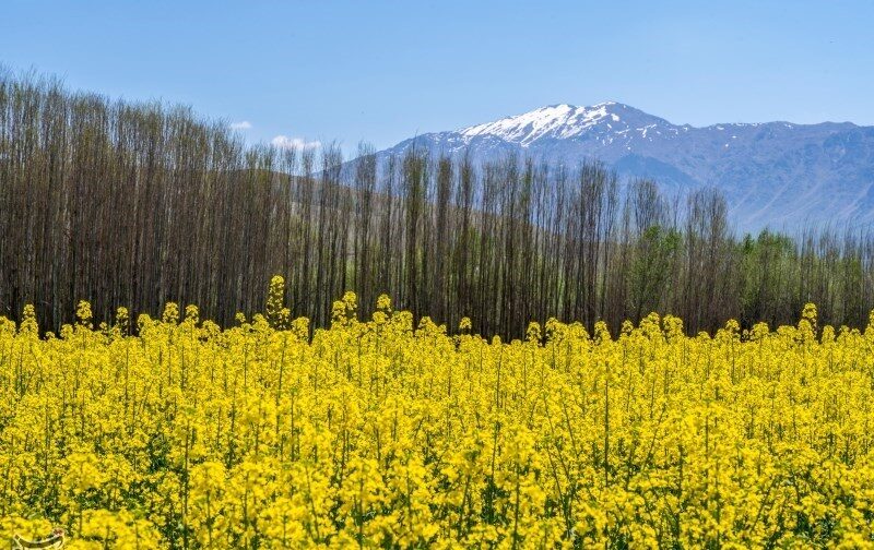 کشت کلزا در ۲۶۰ هکتار اراضی چهارمحال و بختیاری