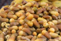 ۸۲ کشور خریدار خرمای ایرانی/ خرمای مضافتی در صدر صادرات خرما از ایران 