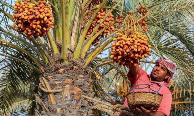 ارزآوری ۴۰۰ میلیون دلاری از صادرات خرما