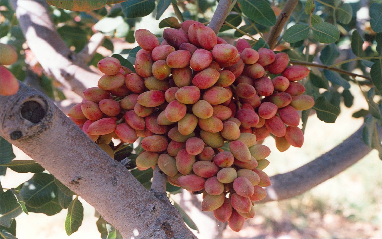 چالش پیش روی پسته کاران با تغییرات اقلیمی