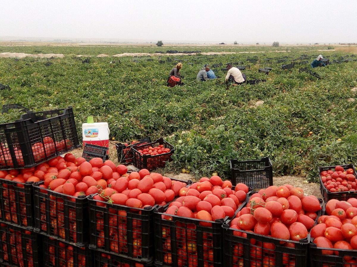 رشد ۲۸ درصدی محصولات کشاورزی از ابتدای سال