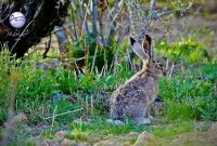 پتروشیمی شازند، سبزترین پتروشیمی کشور؛ خانهای امن برای حیات وحش پتروشیمی شازند، سبزترین پتروشیمی کشور؛ خانهای امن برای حیات وحش