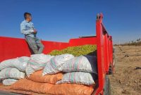 آغاز اولین برداشت محصول گردو از باغات ۲۳۵۰ هکتاری شرکت آریا دشت در منطقه آزاد ماکو