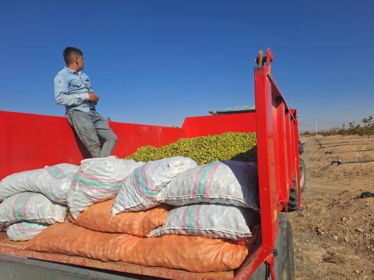 آغاز اولین برداشت محصول گردو از باغات ۲۳۵۰ هکتاری شرکت آریا دشت در منطقه آزاد ماکو