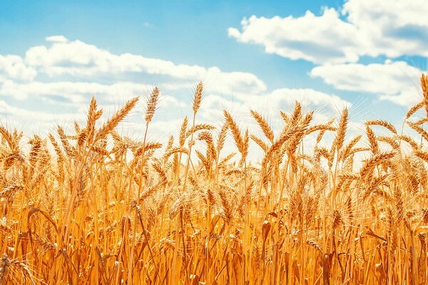 اعلام نرخ جدید خرید تضمینی گندم برای سال۱۴۰۵