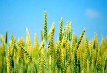 زمان خرید تضمینی گندم اعلام شد+ جزئیات