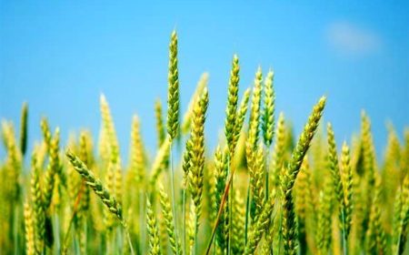 زمان خرید تضمینی گندم اعلام شد+ جزئیات