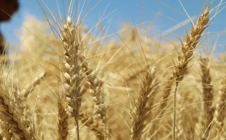 زمان تسویه کامل مطالبات گندمکاران اعلام شد