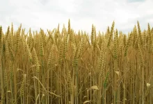 خبر مهم برای بازار گندم / واردات از سر گرفته شد