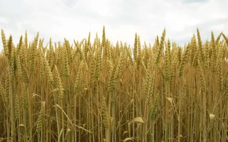 خبر مهم برای بازار گندم / واردات از سر گرفته شد
