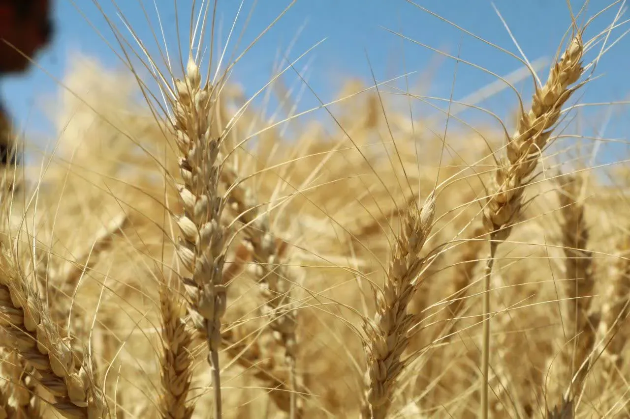هشدار جدی درباره تولید گندم در سال ۱۴۰۶؛ پیشنهاد قیمت ۸۵ هزار تومانی روی میز